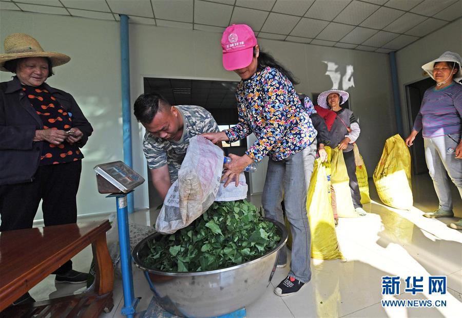 （经济）（3）江西丰城：何首乌茶扶贫促增收