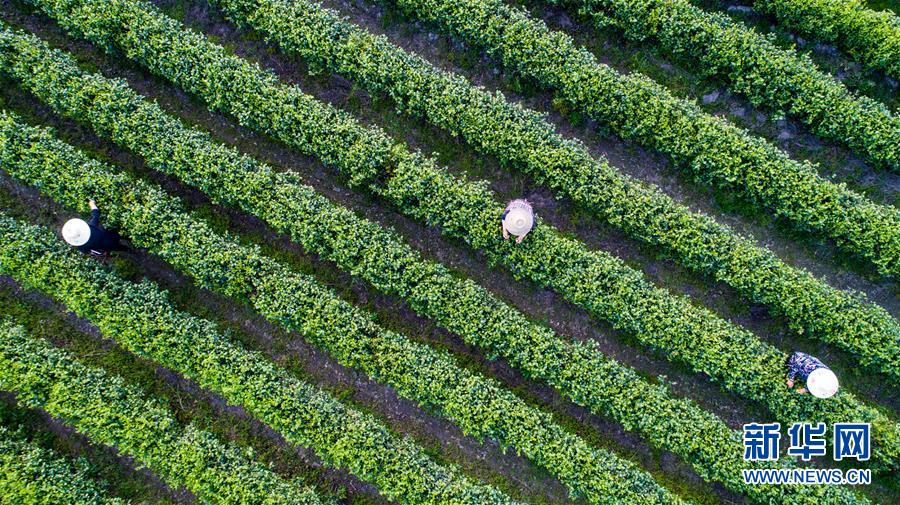 （社会）（1）花美茶飘香&mdash;&mdash;大别山花石乡特色扶贫经