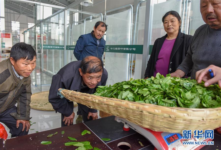 （社会）（2）花美茶飘香&mdash;&mdash;大别山花石乡特色扶贫经