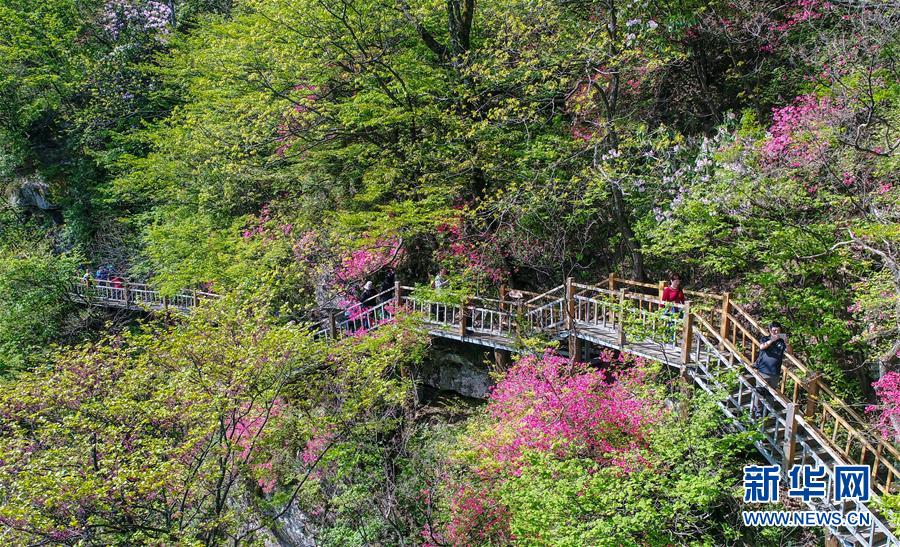（社会）（3）花美茶飘香&mdash;&mdash;大别山花石乡特色扶贫经