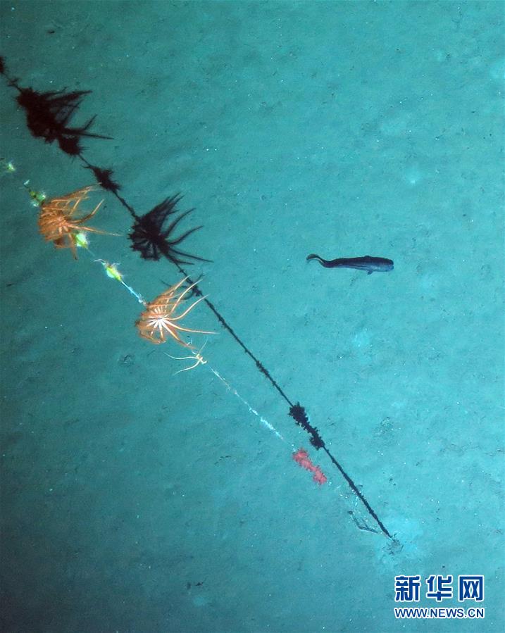 （图文互动）（5）&ldquo;潜龙三号&rdquo;试验性应用首潜归来 带回了哪些深海秘密