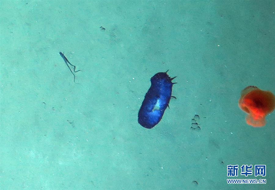 （图文互动）（6）&ldquo;潜龙三号&rdquo;试验性应用首潜归来 带回了哪些深海秘密