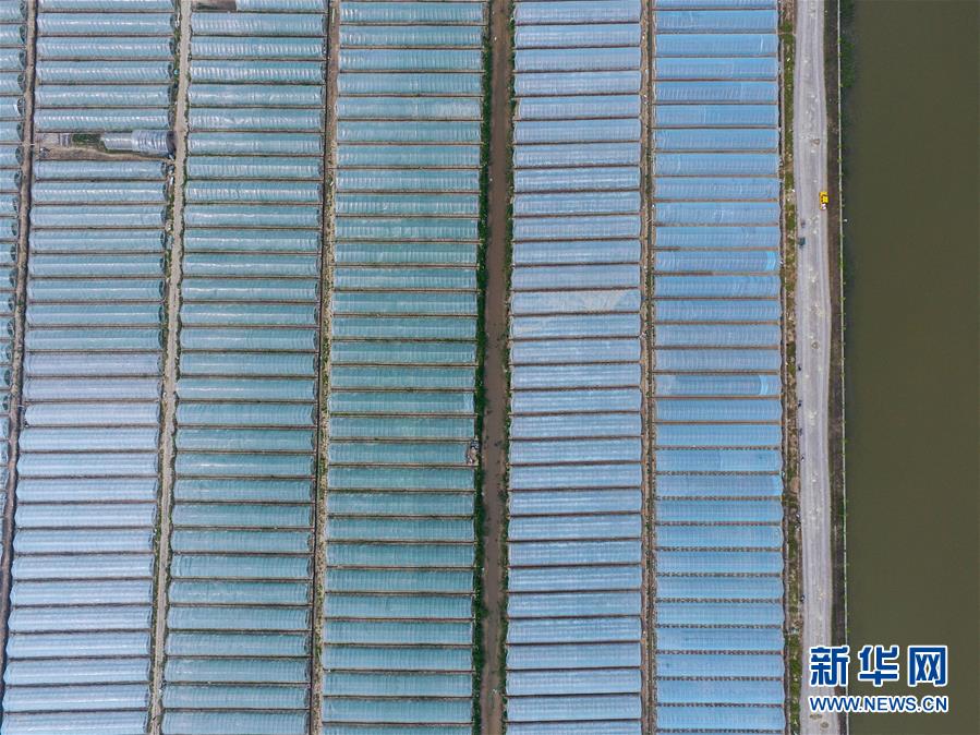 （经济）（2）浙江慈溪：千亩盐碱瓜田助推农业旅游