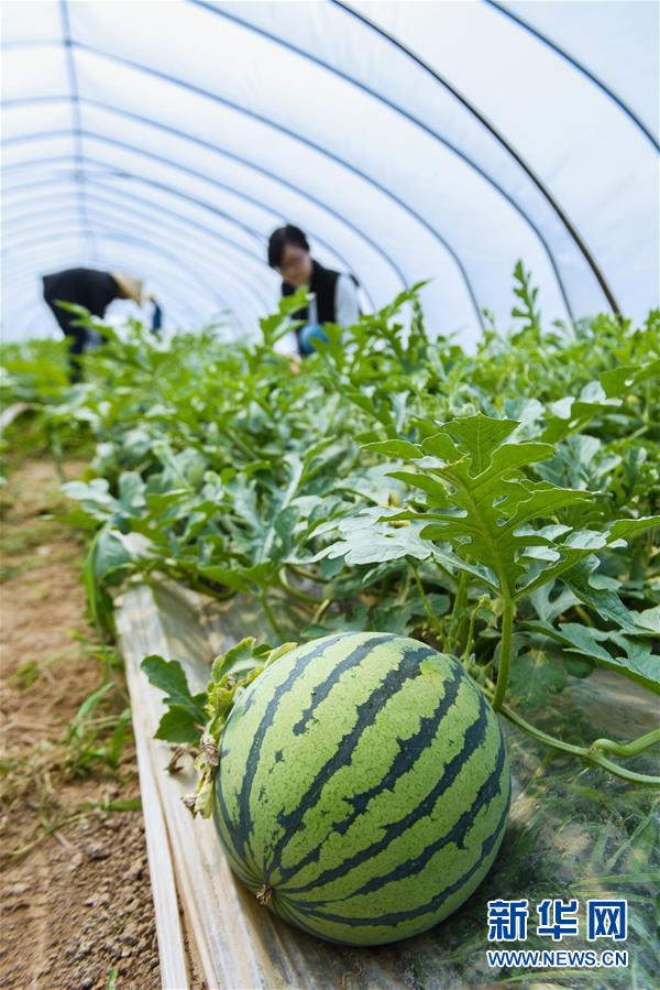 （经济）（4）浙江慈溪：千亩盐碱瓜田助推农业旅游