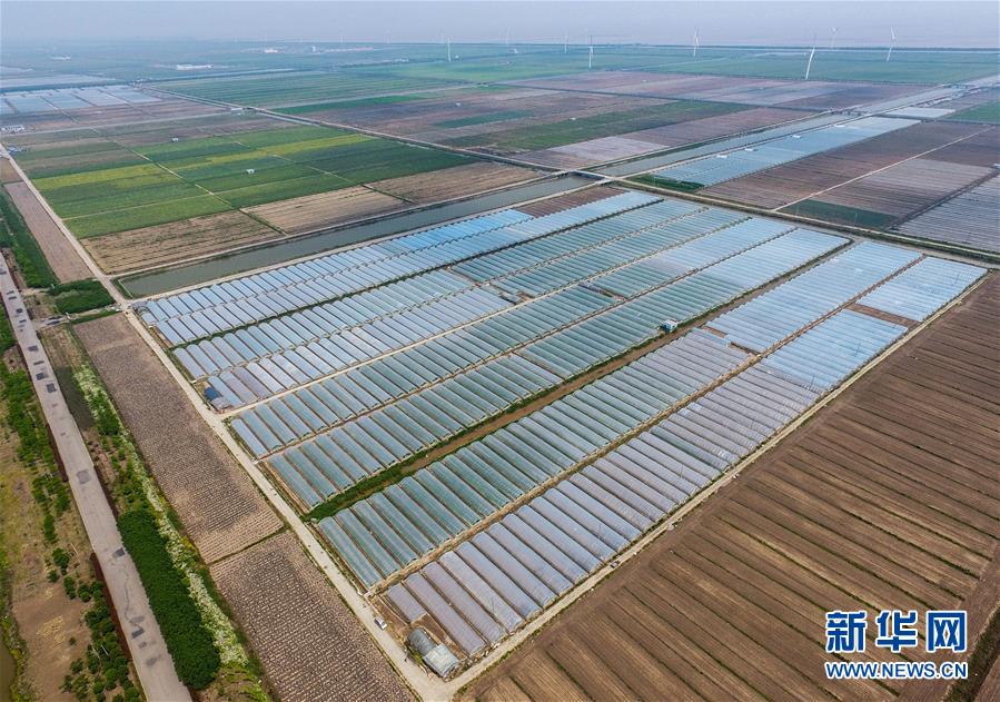 （经济）（1）浙江慈溪：千亩盐碱瓜田助推农业旅游