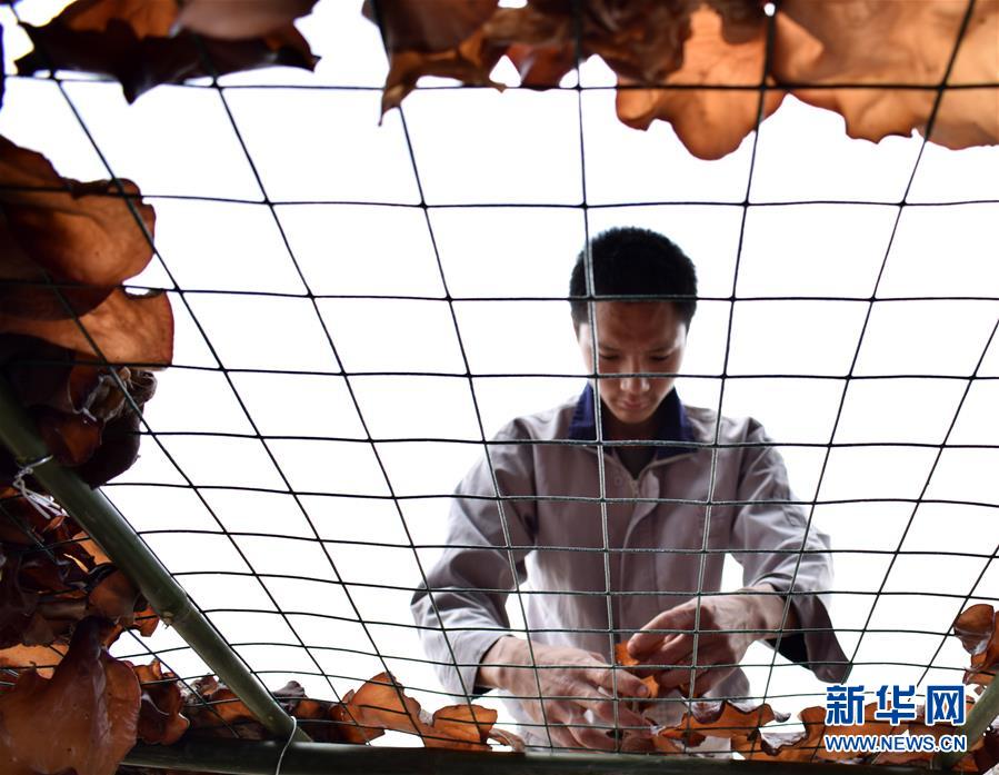 #（社会）（1）四川内江：发展黄背木耳 助力精准扶贫