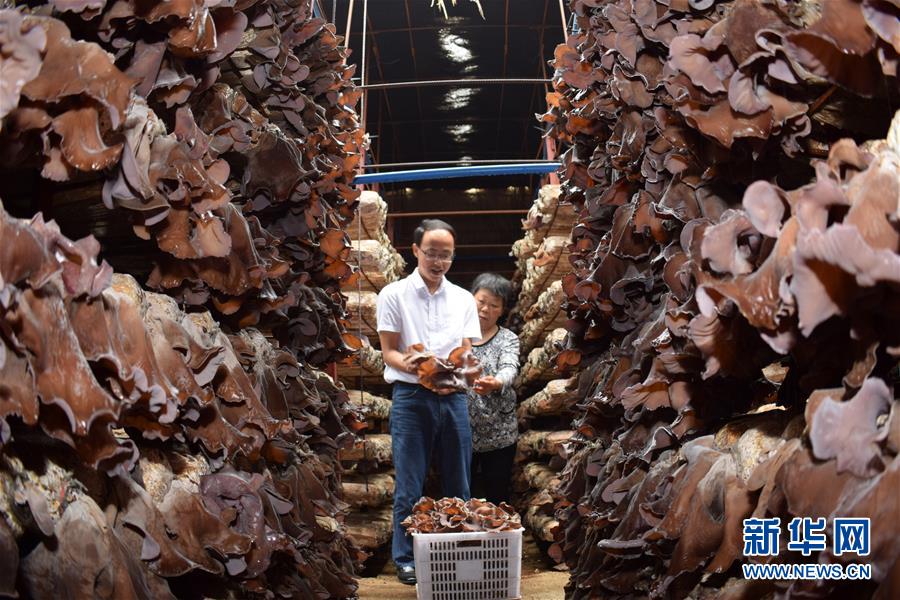 #（社会）（2）四川内江：发展黄背木耳 助力精准扶贫