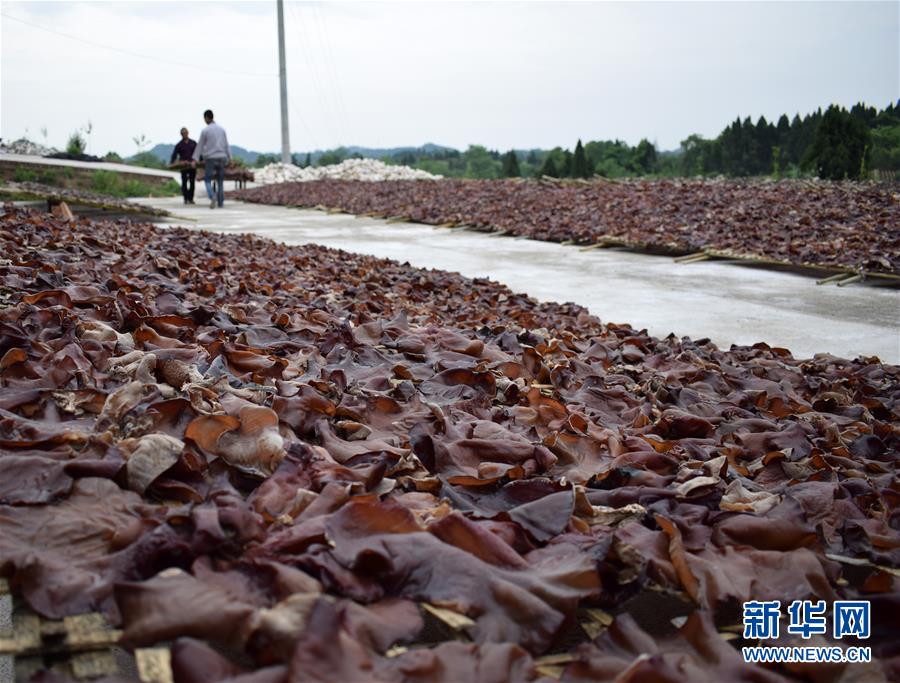 四川内江:发展黄背木耳 助力精准扶贫