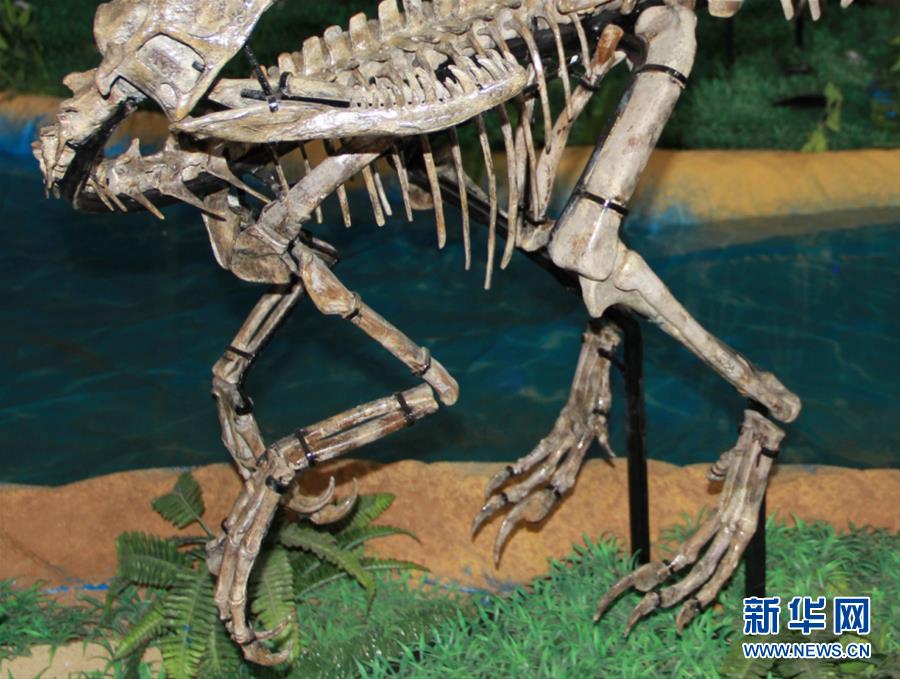 （XHDW·图文互动）（1）山东诸城发现小型兽脚类恐龙“赵氏怪脚龙”