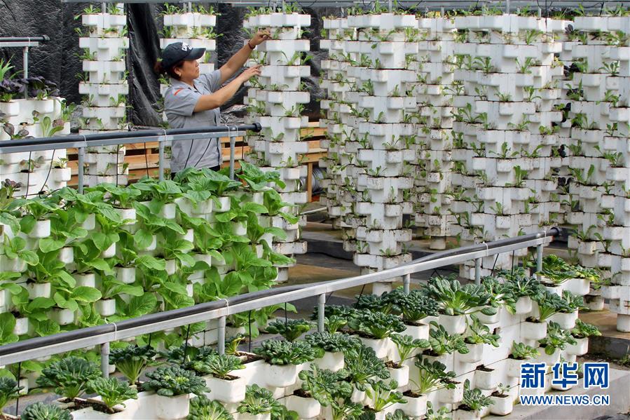 #（经济）（1）山东日照：现代农业生产忙