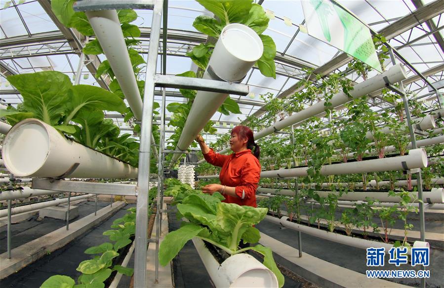#（经济）（2）山东日照：现代农业生产忙