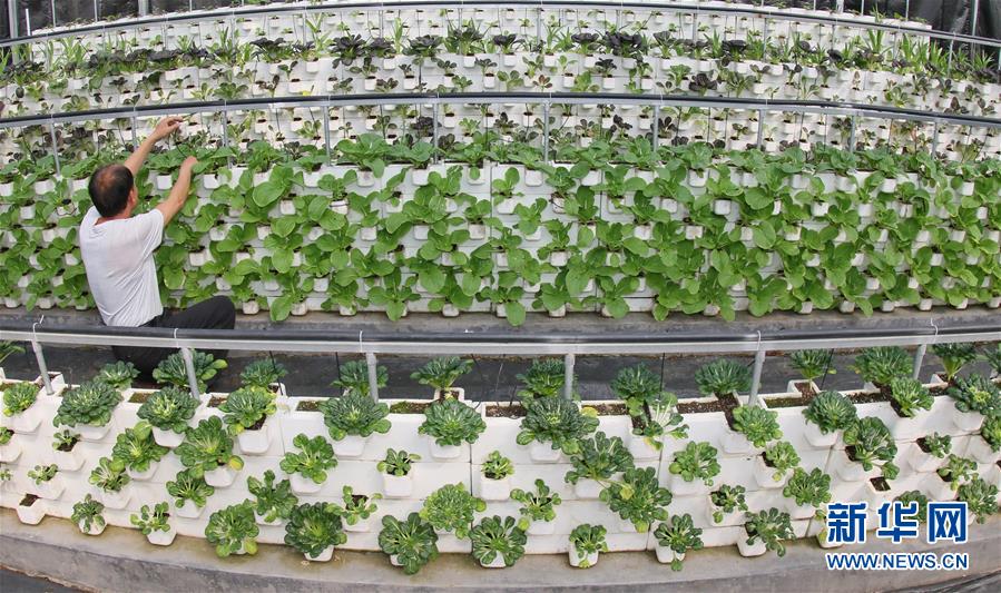 #（经济）（3）山东日照：现代农业生产忙