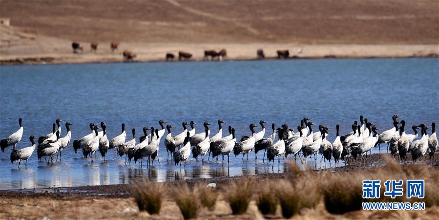 （环境）（1）云南打造绿色屏障 确保&ldquo;一江清水向东流&rdquo;