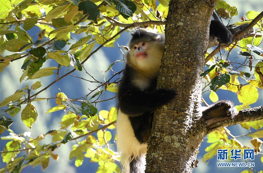 （环境）（5）云南打造绿色屏障 确保&ldquo;一江清水向东流&rdquo;