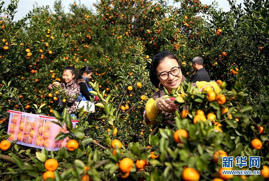 （习近平新时代中国特色社会主义思想在基层&middot;美好生活新变化&middot;图文互动）（3）从会种到会卖 由会卖到懂种&mdash;&mdash;南丰&ldquo;蜜桔村&rdquo;破困局、种&ldquo;金&rdquo;桔
