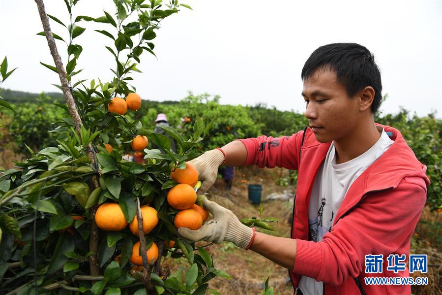（图片故事）（1）&ldquo;90后&rdquo;返乡大学生的创业梦