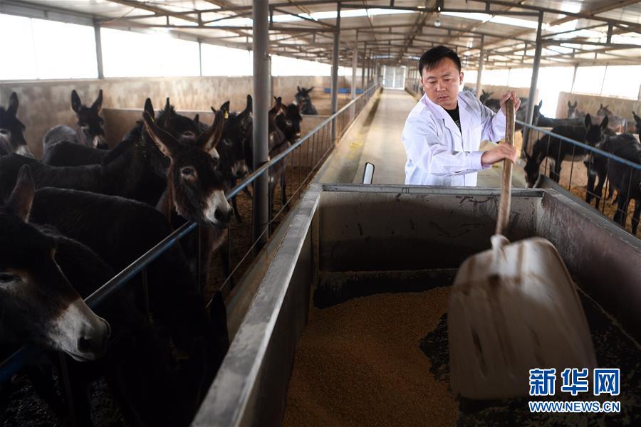 (图片故事)(5)大学生改行创业 返乡养驴