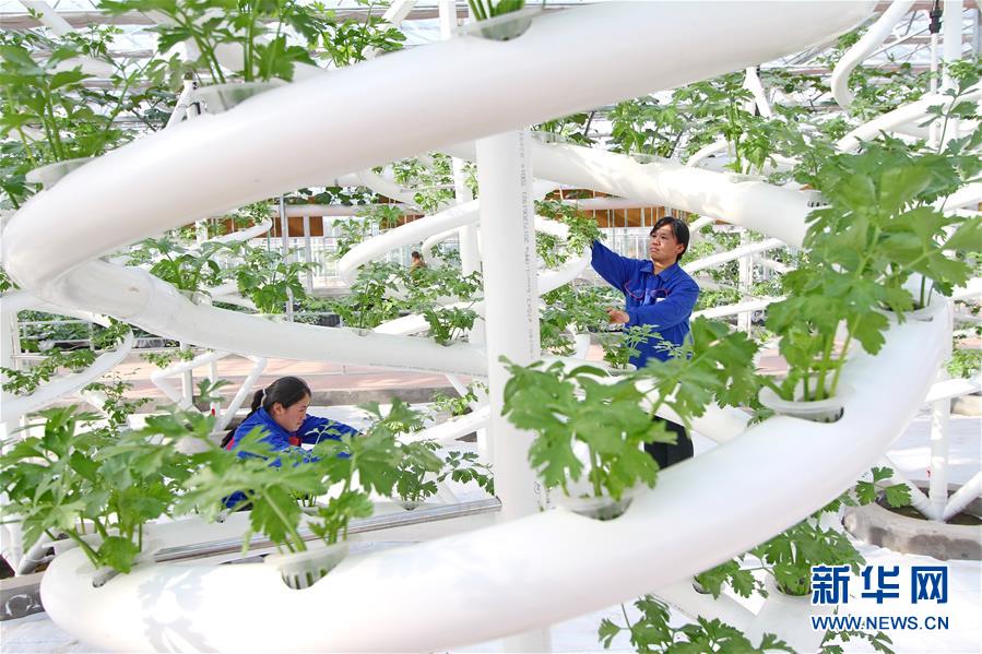 （社会）（1）河北肥乡：现代农业铺就乡村致富路