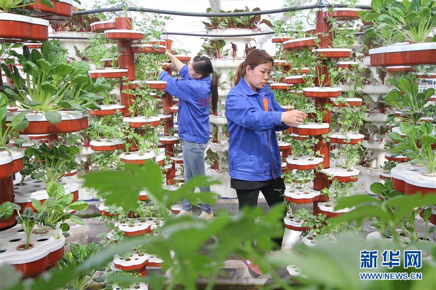 （社会）（2）河北肥乡：现代农业铺就乡村致富路