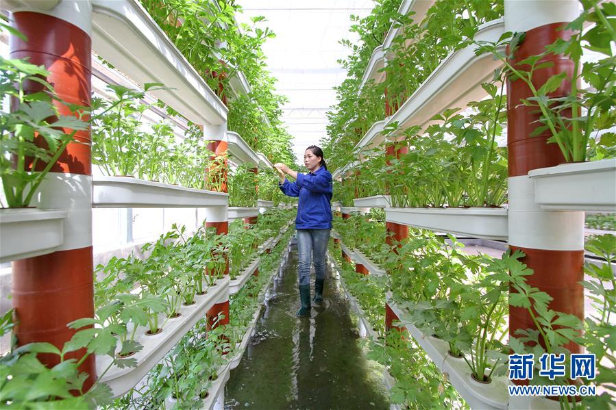 （社会）（3）河北肥乡：现代农业铺就乡村致富路