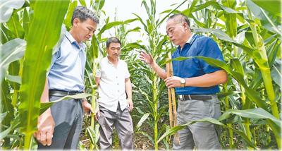 　2017年7月，梨树县一块试验田中，王贵满(右)在讲解“黑土区免耕农作技术”。 　　新华社记者 张 楠摄
