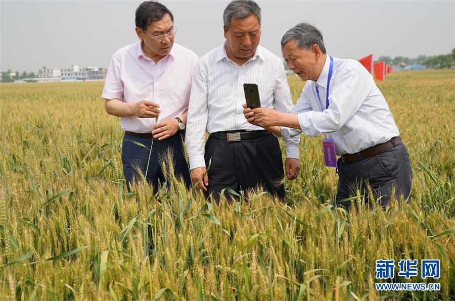 （社会）（1）全国杂交小麦学术研讨会在河南邓州举行