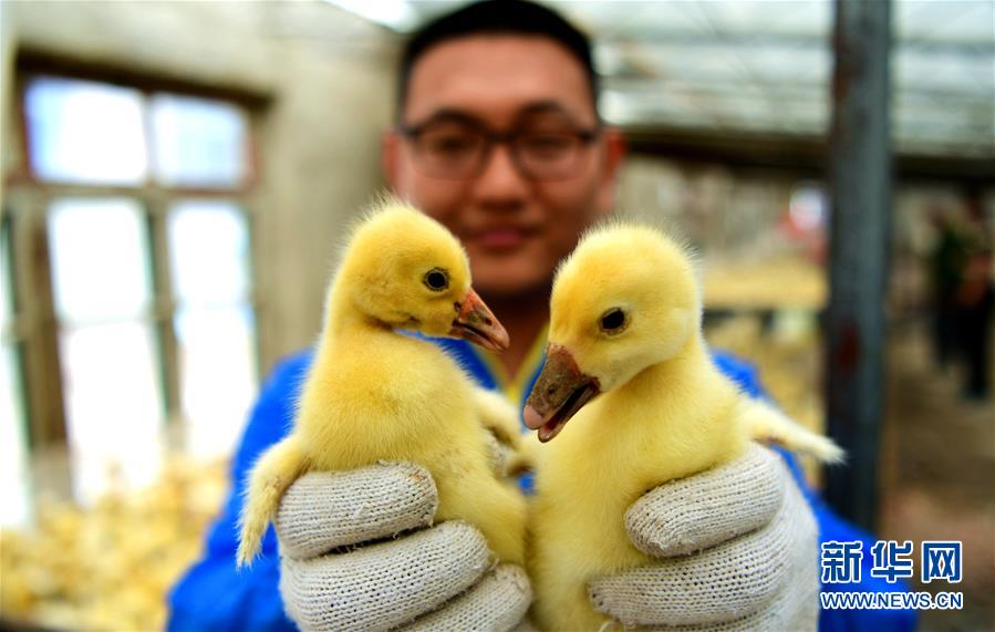 鹅苗孵化助力贫困残疾人增收