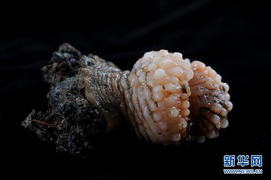 （图文互动）（5）到南海&ldquo;海马冷泉&rdquo;探秘海底的&ldquo;生命绿洲&rdquo;