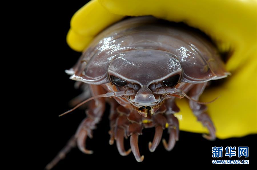 （图文互动）（6）到南海&ldquo;海马冷泉&rdquo;探秘海底的&ldquo;生命绿洲&rdquo;