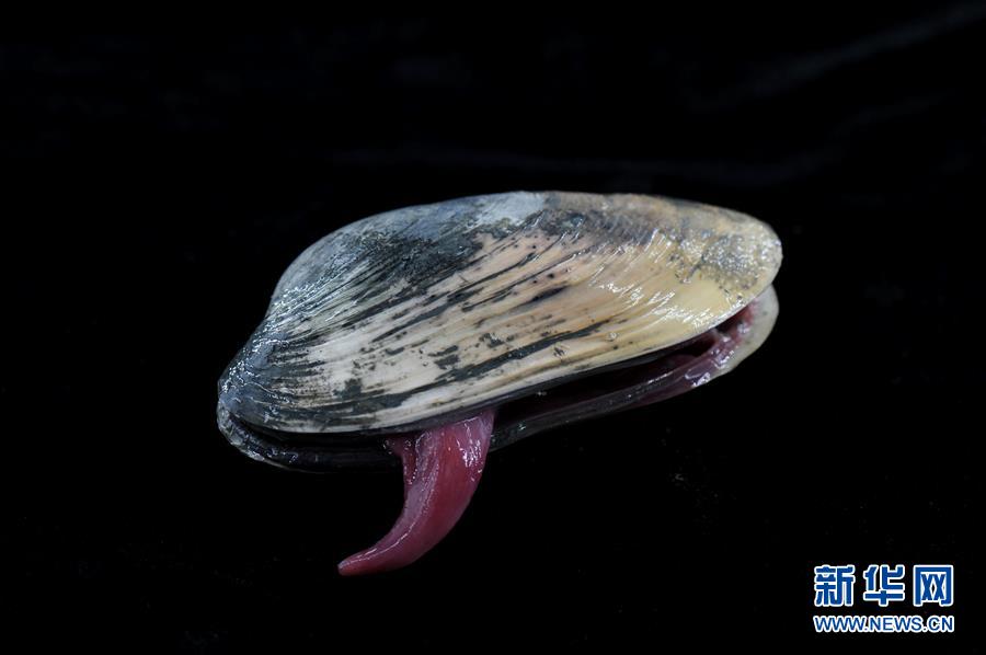 （图文互动）（7）到南海&ldquo;海马冷泉&rdquo;探秘海底的&ldquo;生命绿洲&rdquo;