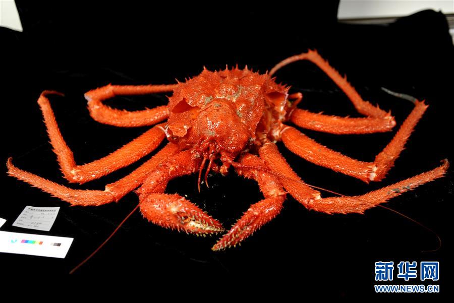 （图文互动）（8）到南海&ldquo;海马冷泉&rdquo;探秘海底的&ldquo;生命绿洲&rdquo;