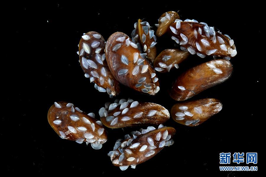 （图文互动）（9）到南海&ldquo;海马冷泉&rdquo;探秘海底的&ldquo;生命绿洲&rdquo;