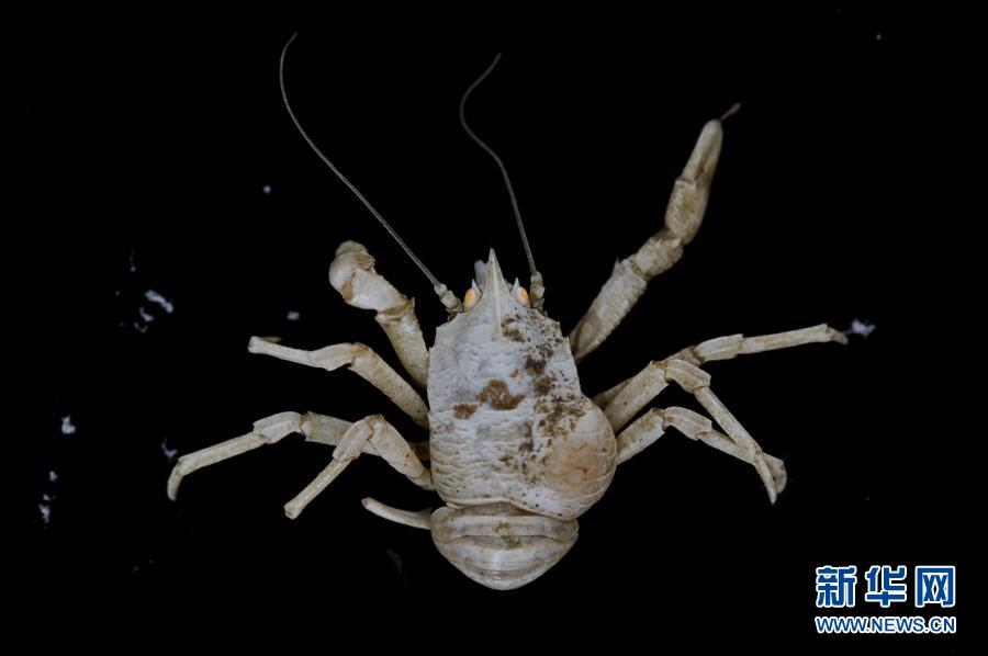 （图文互动）（10）到南海&ldquo;海马冷泉&rdquo;探秘海底的&ldquo;生命绿洲&rdquo;