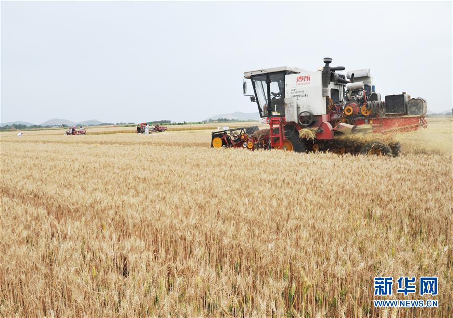 #（經濟）（1）全國大規模小麥跨區機收全面展開 