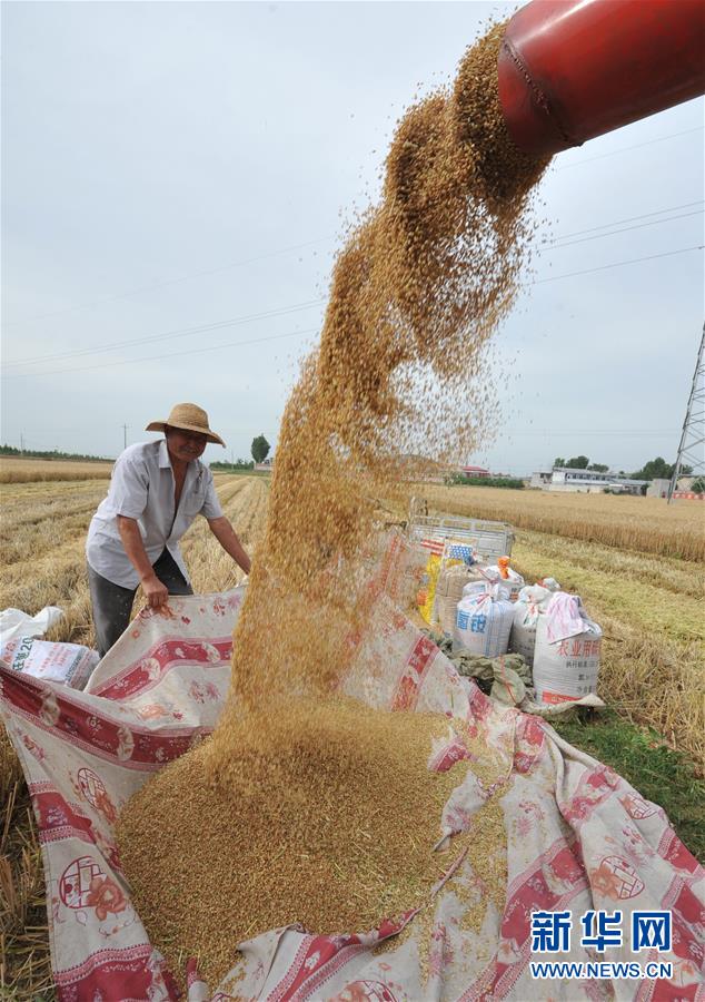 #（经济）（2）全国大规模小麦跨区机收全面展开 