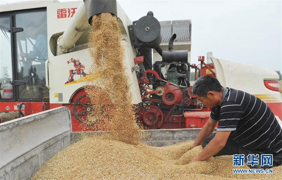 #（经济）（4）全国大规模小麦跨区机收全面展开 