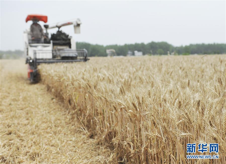 #（经济）（5）全国大规模小麦跨区机收全面展开 