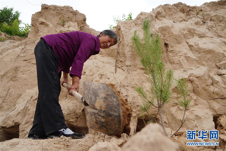 (社会)(3)植树造林 青山为证