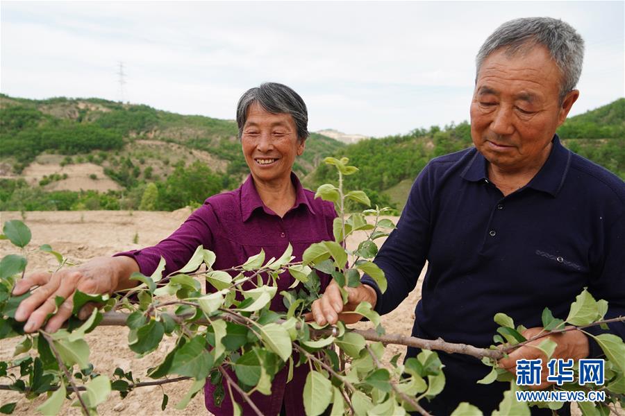 (社会)(4)植树造林 青山为证