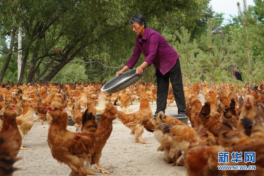 (社会)(5)植树造林 青山为证