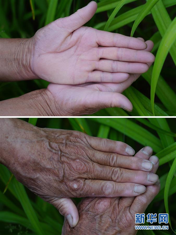 (社会)(6)植树造林 青山为证