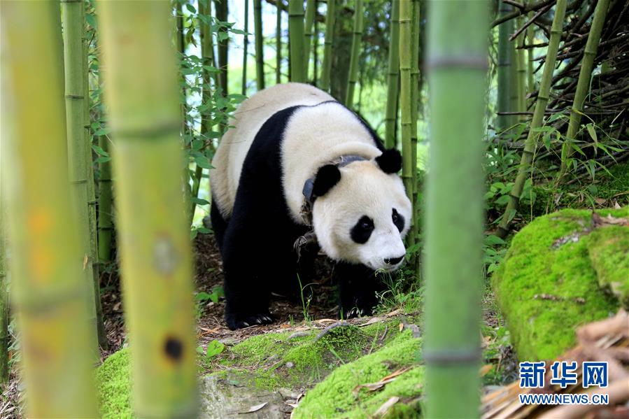 （图文互动）（4）汶川大熊猫下山到村民家&ldquo;做客&rdquo;