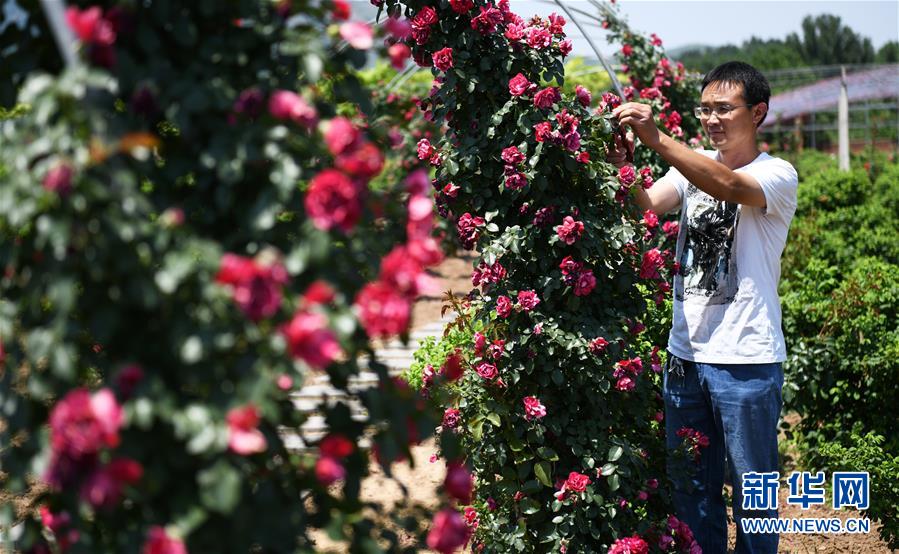 #（环境）（1）山东滨州：保护生态环境 建设美丽乡村