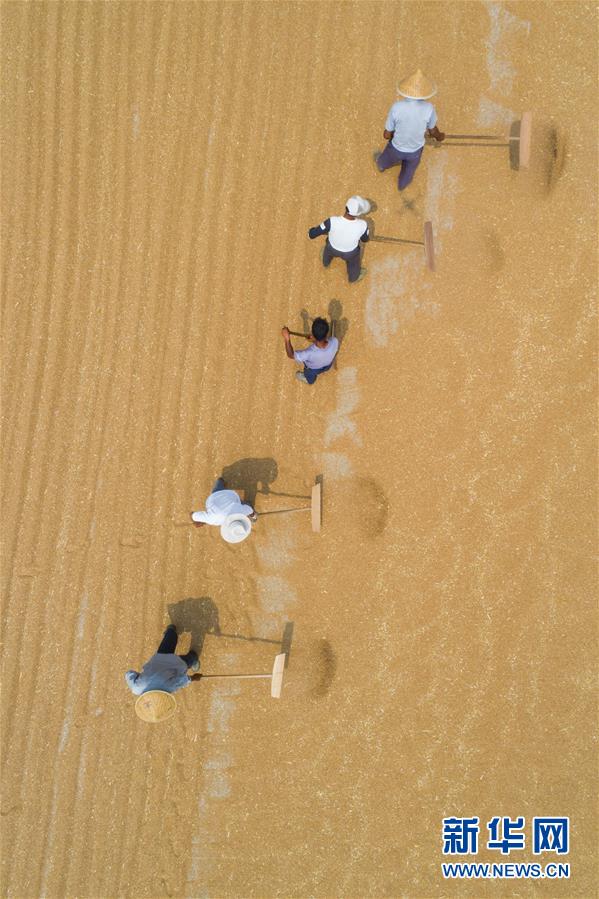 芒种时节麦收忙