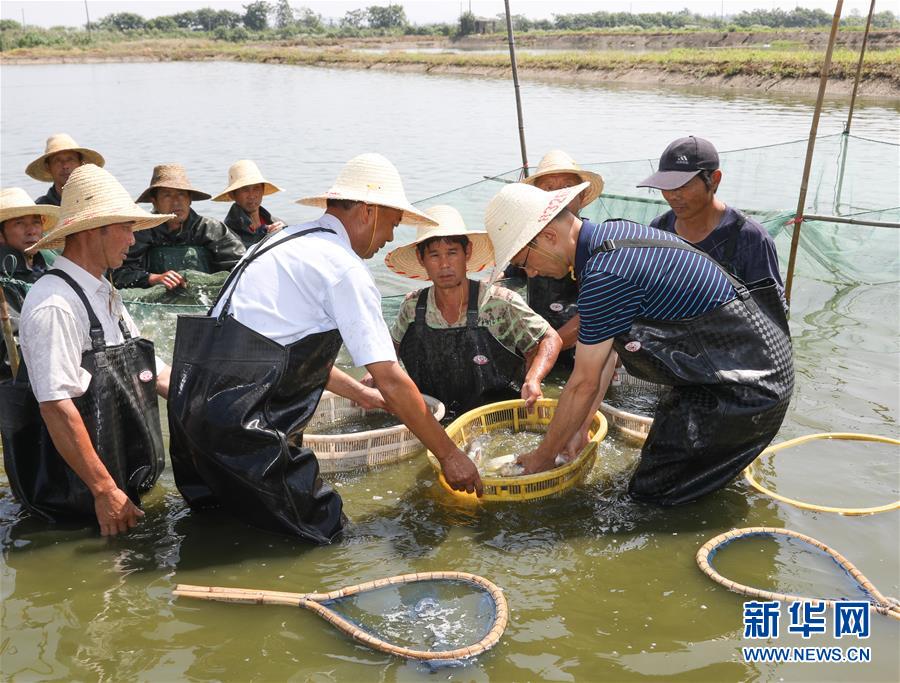 （科技）（3）中科院培育出银鲫新品种&ldquo;中科5号&rdquo;