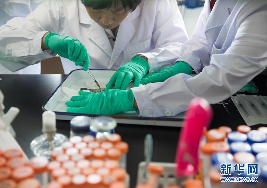 （科技）（5）中科院培育出银鲫新品种&ldquo;中科5号&rdquo;