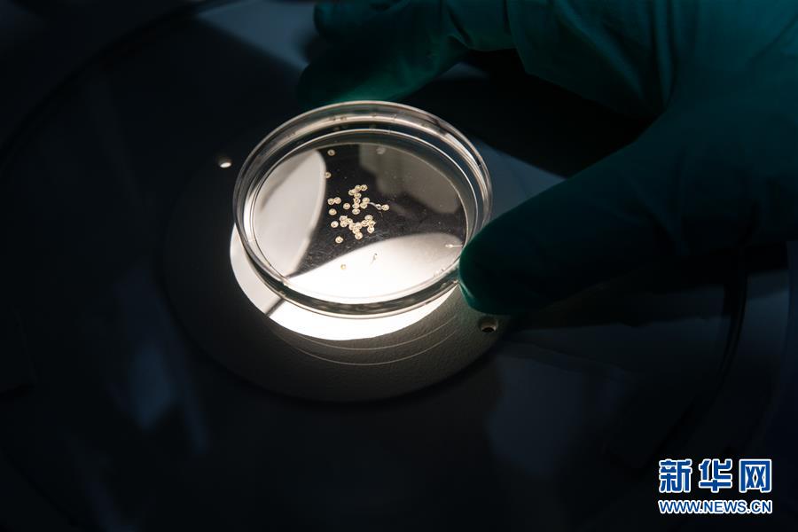 （科技）（6）中科院培育出银鲫新品种&ldquo;中科5号&rdquo;