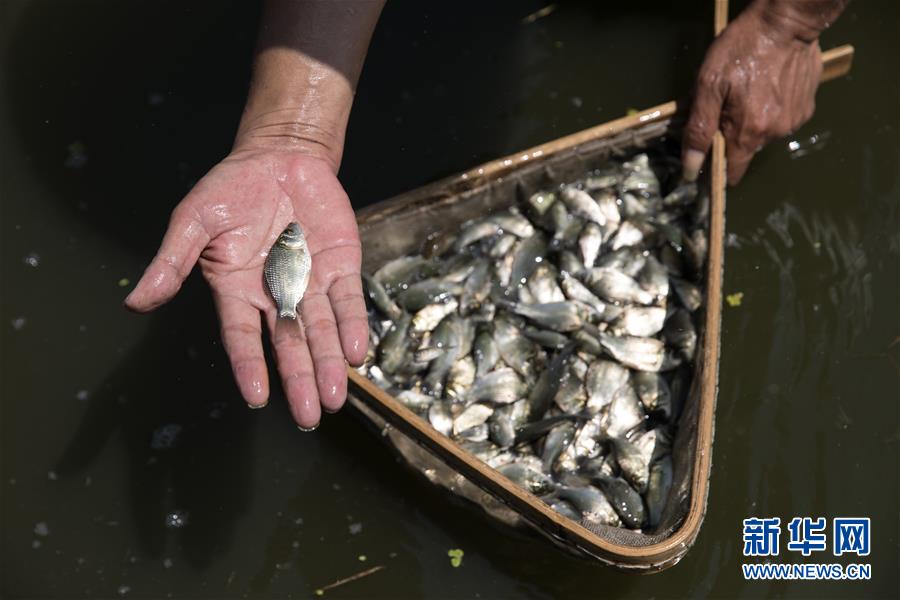 （科技）（7）中科院培育出银鲫新品种&ldquo;中科5号&rdquo;