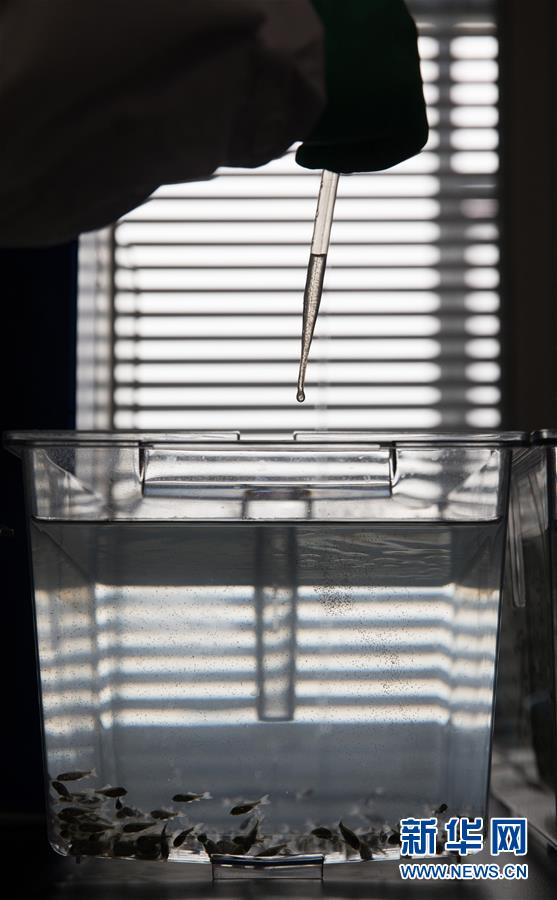 （科技）（9）中科院培育出银鲫新品种&ldquo;中科5号&rdquo;