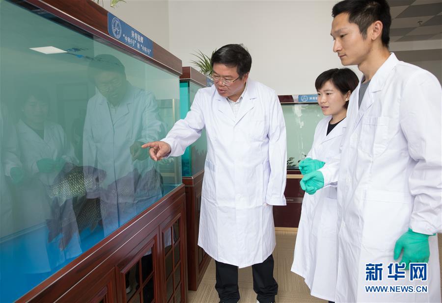 （科技）（11）中科院培育出银鲫新品种&ldquo;中科5号&rdquo;